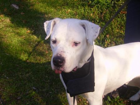 mon chien !!!